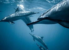 kaiyun官网：云端生活的入口，唤醒效率与美好